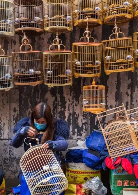 陽台養鳥風水|【鳥籠在風水中的作用】空的鳥籠放在家裡陽台 